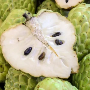 Cherimoya Tree Live Plant 8-10 inch Half-Gallon Pot Sweet Fruit Tree