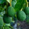 Cold Hardy Hass Avocado Plant Live Tree - 8-16 Inch Half Gallon Pot