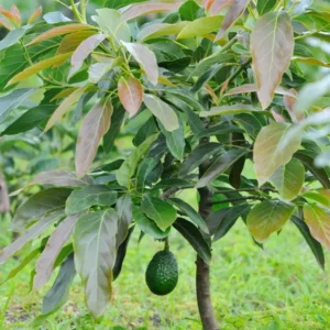 Cold Hardy Hass Avocado Plant Live Tree - 8-16 Inch Half Gallon Pot
