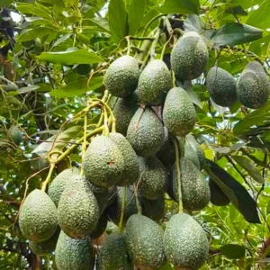 Cold Hardy Hass Avocado Plant Live Tree - 8-16 Inch Half Gallon Pot