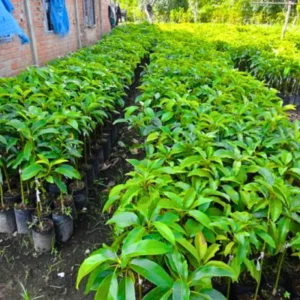 Cold Hardy Hass Avocado Plant Live Tree - 8-16 Inch Half Gallon Pot