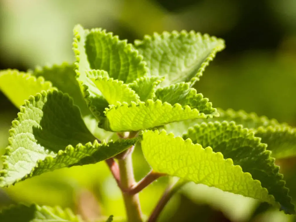 Cuban Oregano care