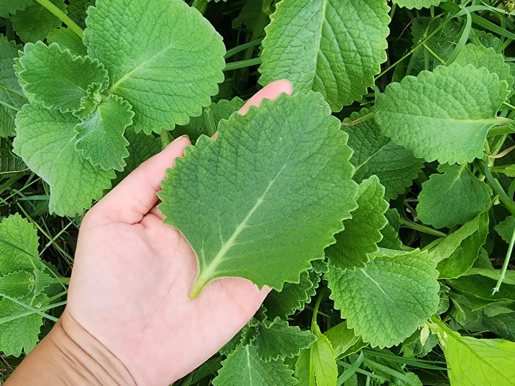 Cuban Oregano leaves