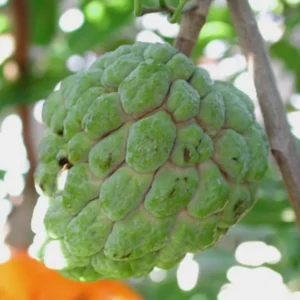 Custard Sugar Apple Tree Live Plant - 8-10 Inches - Half Gallon Pot