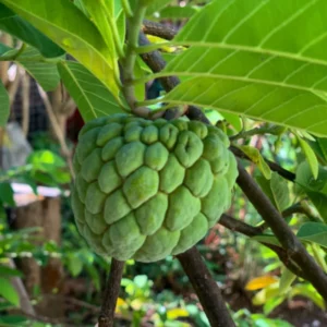 Custard Sugar Apple Tree Live Plant - 8-10 Inches - Half Gallon Pot