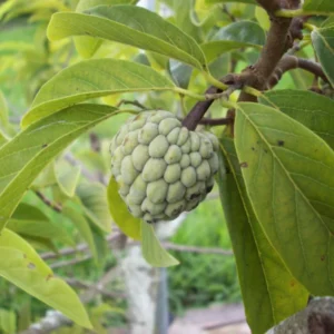 Custard Sugar Apple Tree Live Plant - 8-10 Inches - Half Gallon Pot