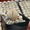 Dinteranthus Wilmotianus Lithop - 2'' Live Succulent - Rare Living Stone Pebble Plant