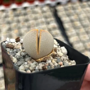 Dinteranthus Wilmotianus Lithop - 2'' Live Succulent - Rare Living Stone Pebble Plant