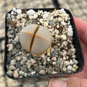 Dinteranthus Wilmotianus Lithop - 2'' Live Succulent - Rare Living Stone Pebble Plant