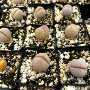 Dinteranthus Wilmotianus Lithop - 2'' Live Succulent - Rare Living Stone Pebble Plant