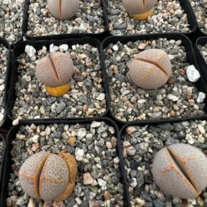 Dinteranthus Wilmotianus Lithop - 2'' Live Succulent - Rare Living Stone Pebble Plant