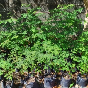 Dwarf Moringa Oleifera Live Plant - 4 Inch Pot, 6-12 Inch Tall Malunggay Tree