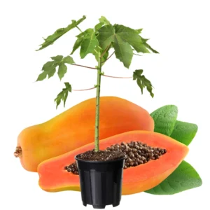 Dwarf Papaya Plant Live - 10-14