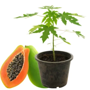Dwarf Papaya Plant Live - 10-14