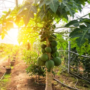 Dwarf Papaya Plant Live - 10-14