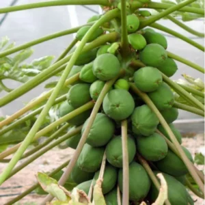Dwarf Papaya Plant Live - 10-14
