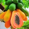 Dwarf Papaya Tree Live Plant - 8-12 Inch Starter Plant - Half Gallon Pot