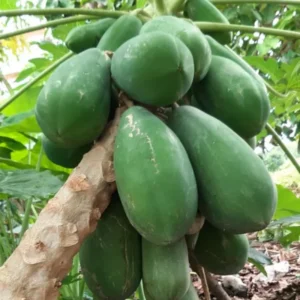 Dwarf Papaya Tree Live Plant - 8-12 Inch Starter Plant - Half Gallon Pot