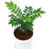 Gamthi Curry Live Plant - Ready to Grow Herb - 4-inch Pot