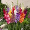 Gladiolus Bulbs Mix, 10 Large Size 8/10 cm, Assorted Colors, Perfect for Cut Flowers
