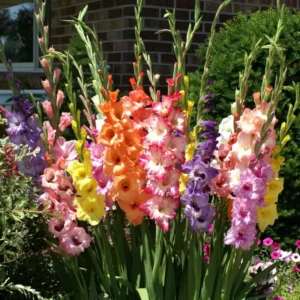 Gladiolus Bulbs Mix, 10 Large Size 8/10 cm, Assorted Colors, Perfect for Cut Flowers