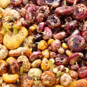 Gladiolus Bulbs Mix, 10 Large Size 8/10 cm, Assorted Colors, Perfect for Cut Flowers