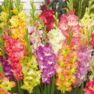 Gladiolus Bulbs Mix, 10 Large Size 8/10 cm, Assorted Colors, Perfect for Cut Flowers