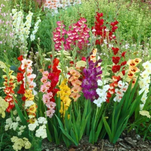 Gladiolus Bulbs Mix, 10 Large Size 8/10 cm, Assorted Colors, Perfect for Cut Flowers