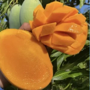 Golden Mango Tree Live Plant - Sweet Mango Tree - 10-16 Inch Half Gallon Pot