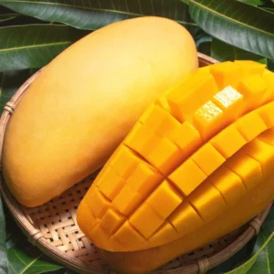 Golden Mango Tree Live Plant - Sweet Mango Tree - 10-16 Inch Half Gallon Pot