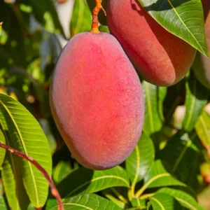 Kent Mango Tree Live Plant - Sweet Red Yellow Mango for Tropical Gardens - 10-16 Inch