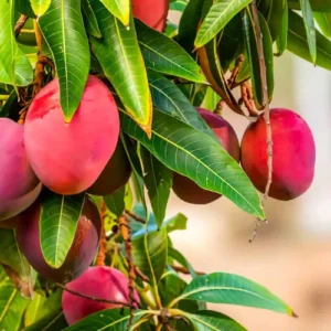Kent Mango Tree Live Plant - Sweet Red Yellow Mango for Tropical Gardens - 10-16 Inch