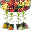 Live Milkweed Plants - Butterfly Asclepias Tuberosa 4-Pack - Garden Blooms