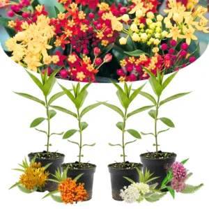Live Milkweed Plants - Butterfly Asclepias Tuberosa 4-Pack - Garden Blooms