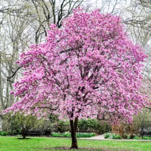 Magnolia Tree Flowering Shrub Bush - 2.5'' Pot - Garden Ready