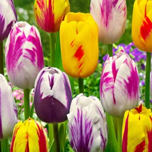 Mixed Tulip Bulbs - 10 Bulbs for Fall Planting - Indoor/Outdoor Garden Ready