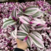 Pink Wandering Jew Tradescantia Nanouk Rare Houseplant 2-6 inch Pot