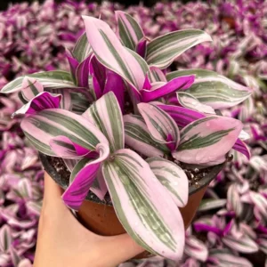 Pink Wandering Jew Tradescantia Nanouk Rare Houseplant 2-6 inch Pot
