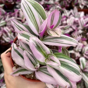Pink Wandering Jew Tradescantia Nanouk Rare Houseplant 2-6 inch Pot