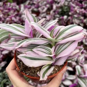 Pink Wandering Jew Tradescantia Nanouk Rare Houseplant 2-6 inch Pot