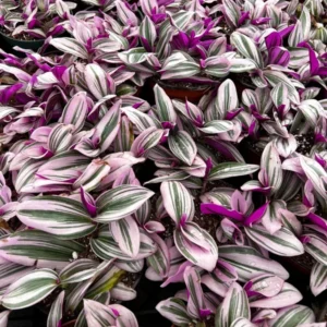 Pink Wandering Jew Tradescantia Nanouk Rare Houseplant 2-6 inch Pot