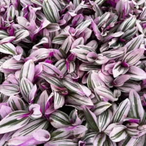 Pink Wandering Jew Tradescantia Nanouk Rare Houseplant 2-6 inch Pot