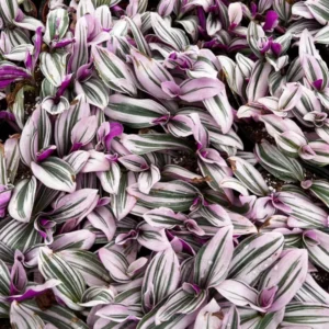 Pink Wandering Jew Tradescantia Nanouk Rare Houseplant 2-6 inch Pot