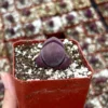 Pleiospilos Royal Flush Succulent - Purple Lithop 3" Pot Rare Plant