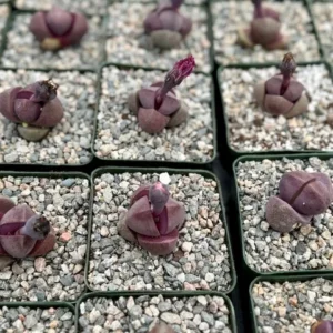 Pleiospilos Royal Flush Succulent - Purple Lithop 3