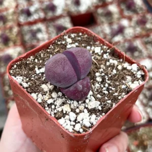 Pleiospilos Royal Flush Succulent - Purple Lithop 3