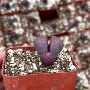 Pleiospilos Royal Flush Succulent - Purple Lithop 3