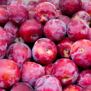 Plum Tree - American Plum Tree, 1 Year Old Fruit Plant, Quart Pot, Grow Indoors/Outdoors