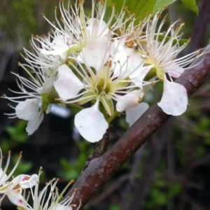 Plum Tree - American Plum Tree, 1 Year Old Fruit Plant, Quart Pot, Grow Indoors/Outdoors