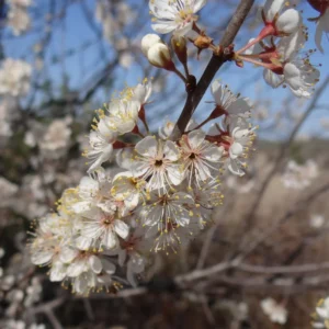 Plum Tree - American Plum Tree, 1 Year Old Fruit Plant, Quart Pot, Grow Indoors/Outdoors